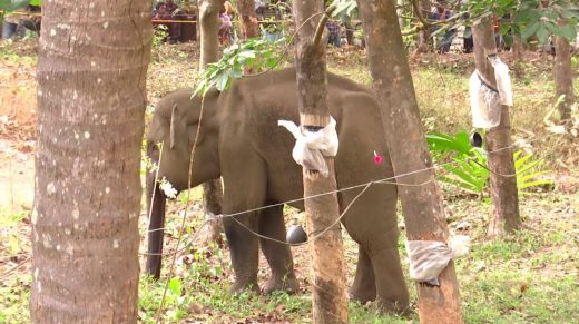  കണ്ണൂർ കരിക്കോട്ടക്കരയിൽ മയക്കുവെടി വച്ച് പിടികൂടിയ കുട്ടിയാന ചരിഞ്ഞു