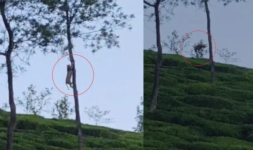  വയനാട് നെല്ലിമുണ്ട ഒന്നാം മൈലിൽ തേയില തോട്ടത്തിൽ പുലിയെ കണ്ടെത്തി