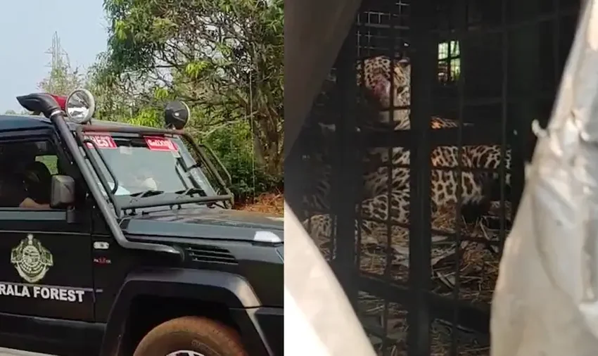  കാസര്‍കോട് കൊളത്തൂരില്‍ വനംവകുപ്പ് സ്ഥാപിച്ച കൂട്ടില്‍ വീണ്ടും പുലി കുടുങ്ങി