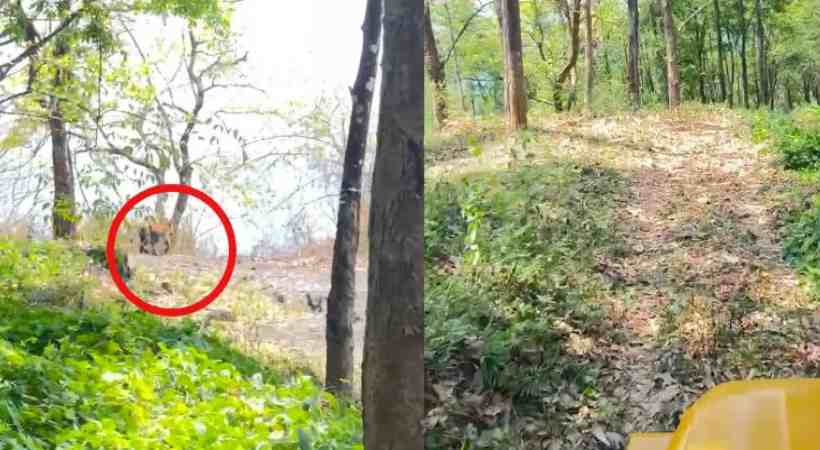  മലപ്പുറം കരുവാരക്കുണ്ട് കേരള എസ്റ്റേറ്റിൽ കടുവയിറങ്ങി