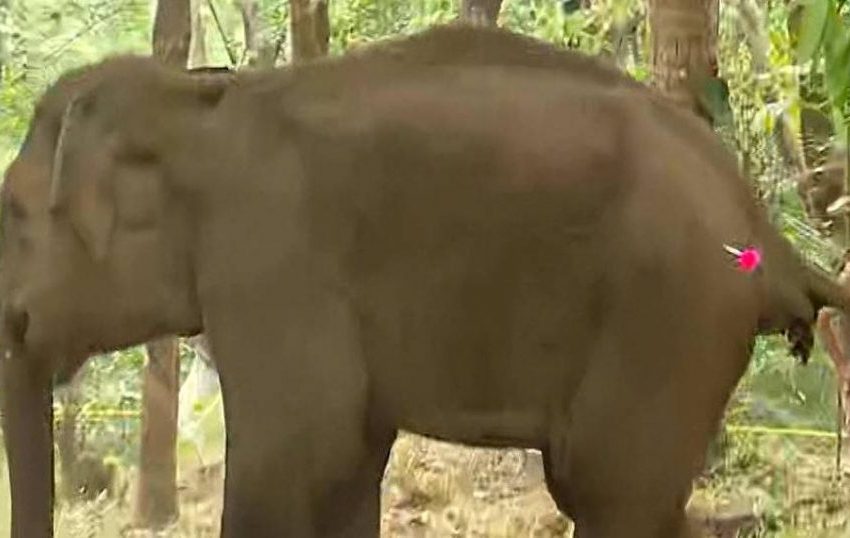  ഇരിട്ടി ജനവാസ മേഖലയില്‍ ഇറങ്ങിയ കുട്ടിയാനയെ വനം വകുപ്പിന്റെ നേതൃത്വത്തില്‍ പിടികൂടി