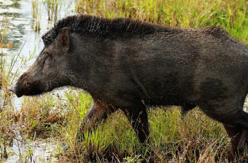  അപകടകാരികളായ കാട്ടുപന്നികളെ വെടിവയ്ക്കാൻ കൂലി നിശ്ചയിച്ചു സർക്കാർ