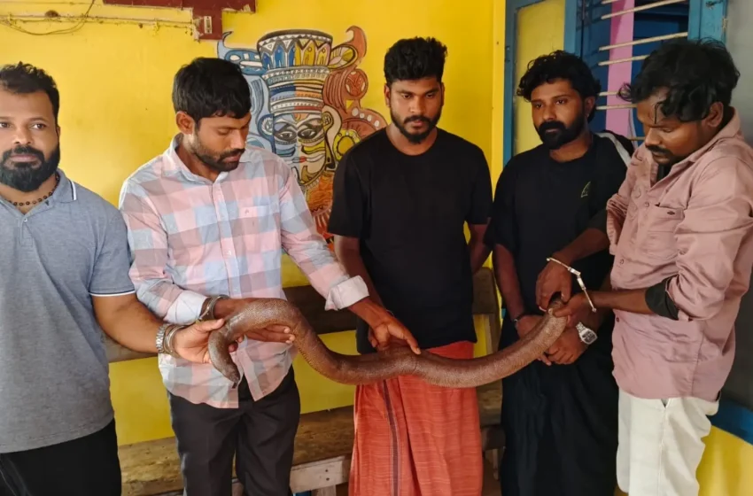  പയ്യന്നൂരിൽ ഇരുതലമൂരിയുമായി അഞ്ചുപേർ വനംവകുപ്പിൻ്റെ പിടിയിൽ