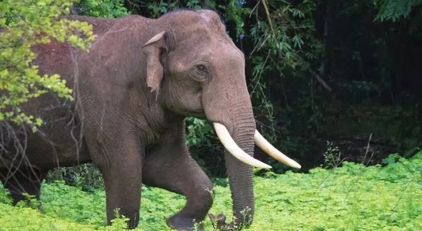 തൃശൂര്‍ അതിരപ്പിള്ളിയില്‍ കാട്ടാന ആക്രമണത്തില്‍ രണ്ടു മരണം