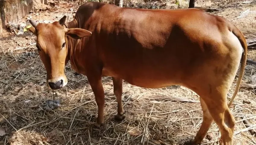  ഓൺലൈനിലൂടെ പശു വിൽപ്പനയുടെ പേരിൽ തട്ടിപ്പ്; കണ്ണൂർ മട്ടന്നൂർ സ്വദേശിക്ക് ഒരു ലക്ഷം രൂപ നഷ്ടമായി