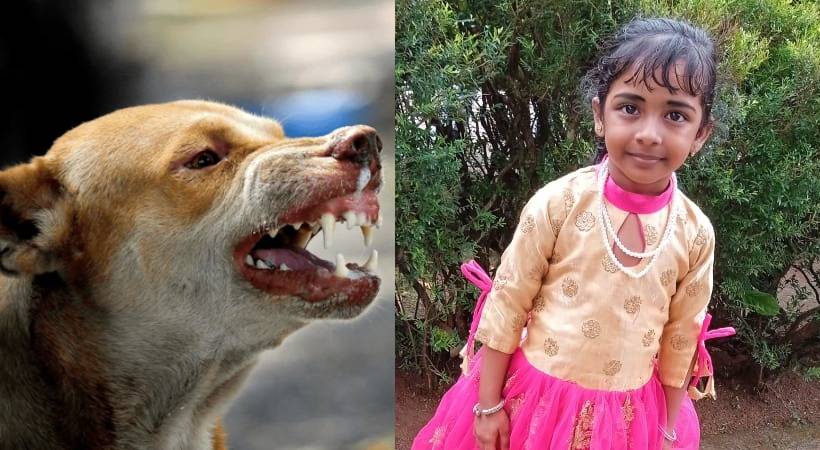  തെരുവുനായയുടെ കടിയേറ്റതിനെ തുടർന്ന് പേവിഷബാധയേറ്റ അഞ്ച് വയസുകാരി മരിച്ചു