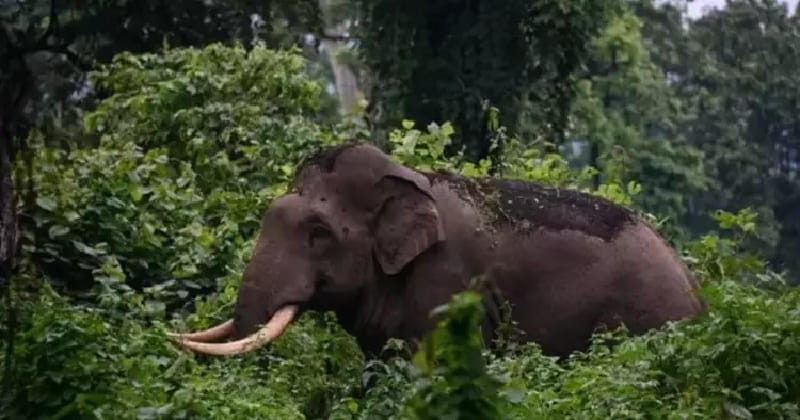  പാലക്കാട് മുണ്ടൂരിൽ കാട്ടാനയുടെ ആക്രമണത്തിൽ യുവാവ് മരിച്ചു