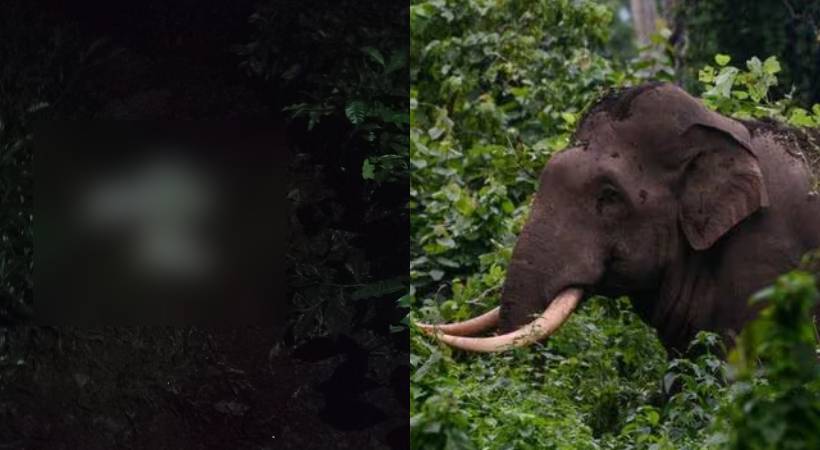  വീണ്ടും ജീവനെടുത്ത് കാട്ടാന; വയനാട്ടിൽ കാട്ടാന ആക്രമണത്തിൽ ഒരു മരണം