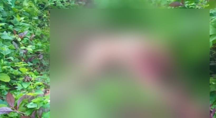  മലപ്പുറം കാളികാവിൽ ടാപ്പിംഗിനിറങ്ങിയ തൊഴിലാളിയുടെ മൃതദേഹം കണ്ടെത്തി