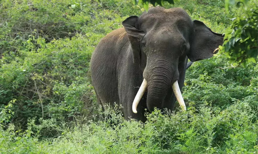  ഇടുക്കി പീരുമേട്ടിൽ കാട്ടാന ആക്രമണത്തിൽ ആദിവാസി സ്ത്രീ മരിച്ചു