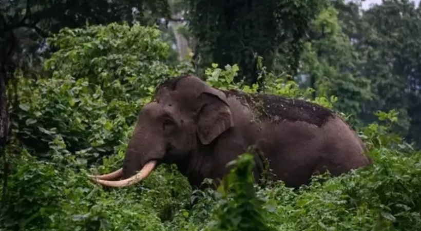  നീലഗിരി ഗൂഡല്ലൂരില്‍ കാട്ടാന ആക്രമണം; മലയാളിക്ക് ദാരുണാന്ത്യം