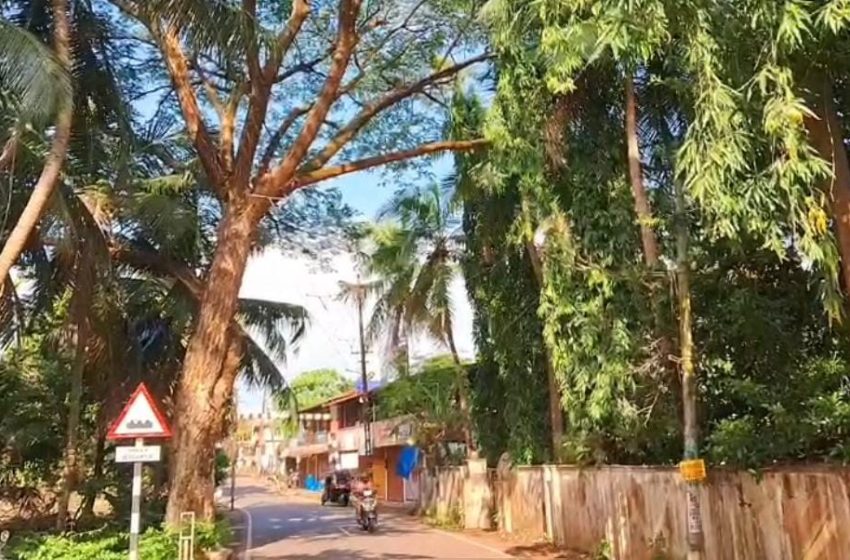  ചെറുകുന്ന് കോൺവെന്റ് റോഡിൽ ഉള്ള കൂറ്റൻ മരം യാത്രക്കാർക്ക് അപകട ഭീഷണിയാകുന്നു