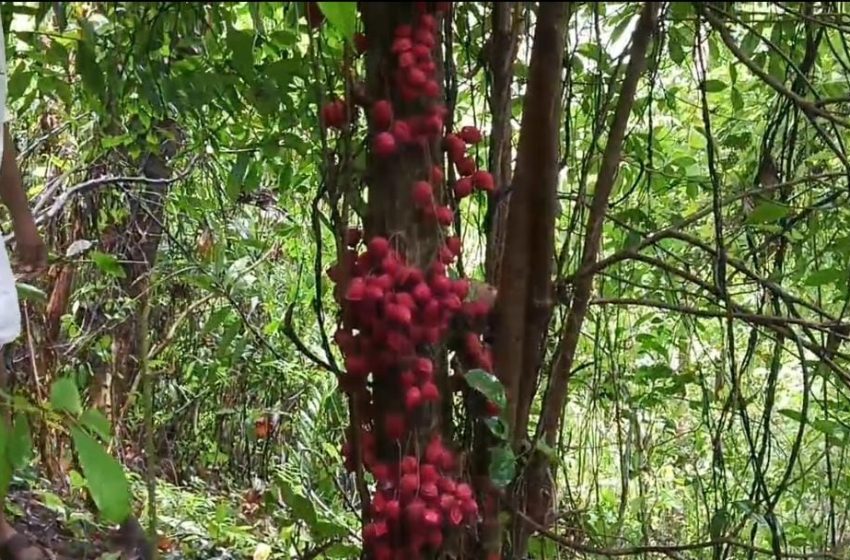  ചെറുപുഴ കർണാടക വനത്തിൽ കൗതുക കാഴ്ച്ചയായി മൂട്ടിപ്പഴങ്ങൾ; മധുരവും പുളിപ്പും കലർന്ന ചുവന്നുതുടുത്ത മൂട്ടിപ്പഴങ്ങൾ