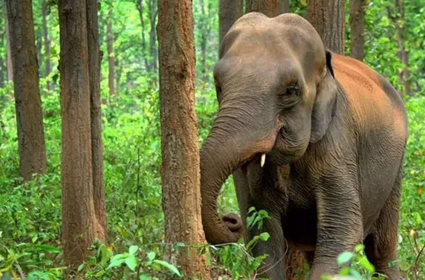  ആറളം ഫാം പന്ത്രണ്ടാം ബ്ലോക്കിലെ തവരഞ്ഞാൽ മേഖലയിൽ കാട്ടാന ചരിഞ്ഞു