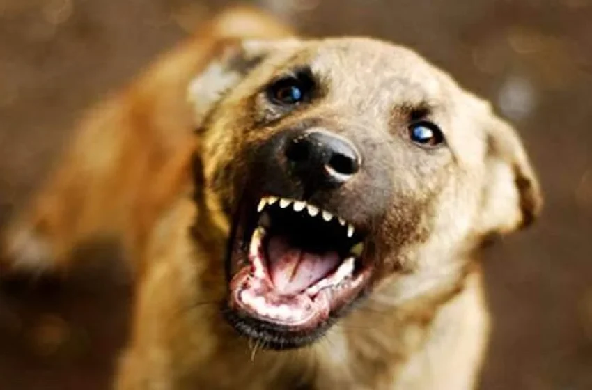  കണ്ണൂരിൽ തെരുവുനായയുടെ കടിയേറ്റ അഞ്ച് വയസുകാരന് പേവിഷബാധ; മെയ്‌ 31ന് കുട്ടിയെ തെരുവുനായ ആക്രമിച്ചത്