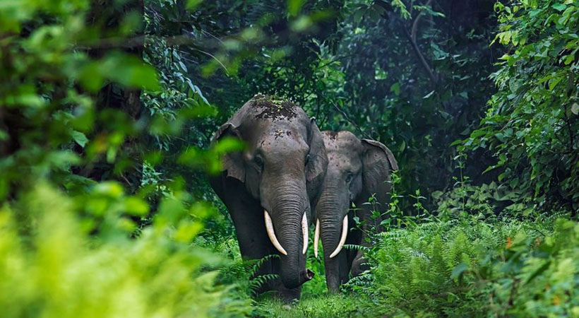  വയനാട് തലപ്പുഴയിലെ ജനവാസ മേഖലയിൽ നിലയുറപ്പിച്ച് കാട്ടാന; ജനങ്ങൾ ആശങ്കയിലാണ്