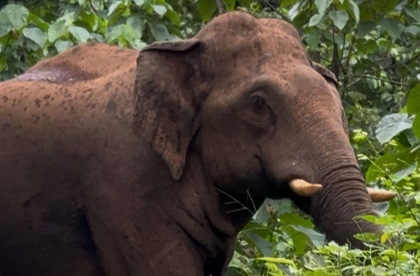  ആറളം പുനരധിവാസ മേഖലയിലെ ജനവാസ കേന്ദ്രങ്ങളിൽ തമ്പടിച്ചിരുന്ന നാല് കാട്ടാനകളെ വനത്തിലേക്ക് തുരത്തി