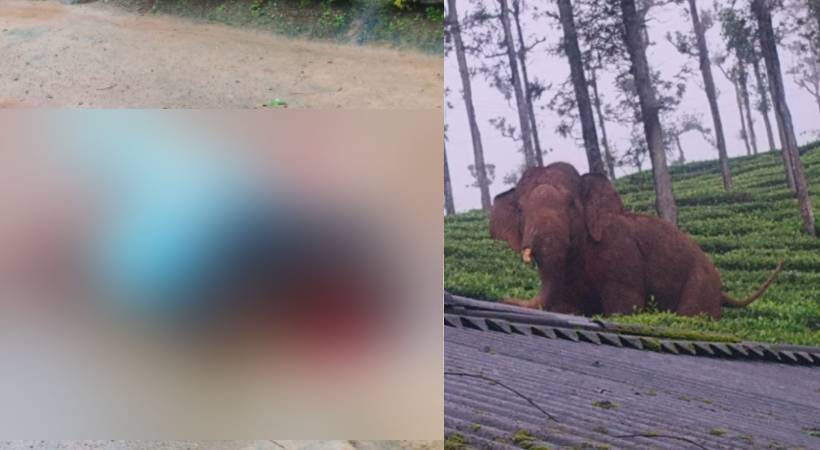  നീലഗിരി പേരമ്പാടിയിൽ കാട്ടാന ആക്രമണത്തിൽ സ്ത്രീ കൊല്ലപ്പെട്ടു