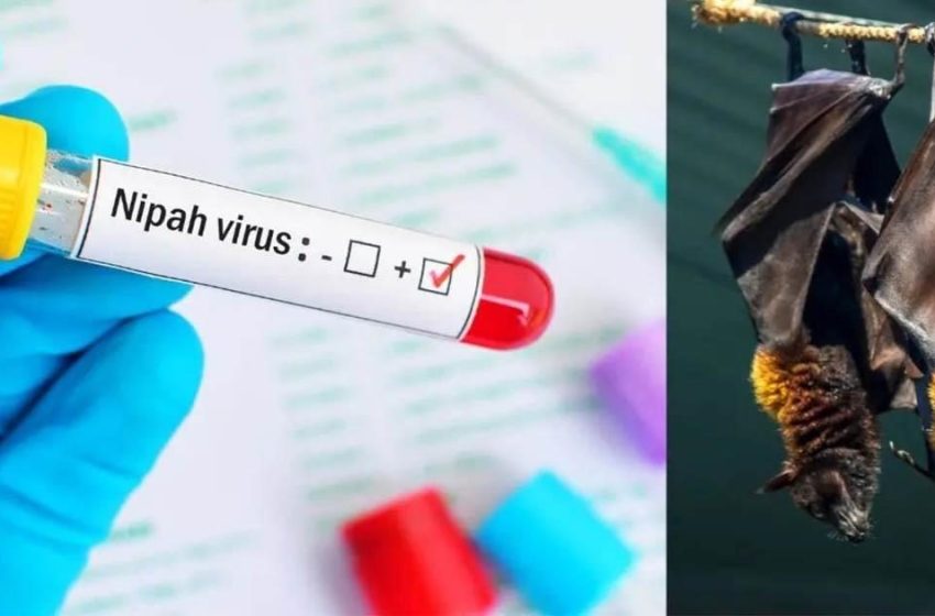  പാലക്കാട്ട് വീണ്ടും നിപ്പ; സ്ഥിരീകരിച്ചത് രോഗബാധമൂലം മരിച്ചയാളുടെ മകന്