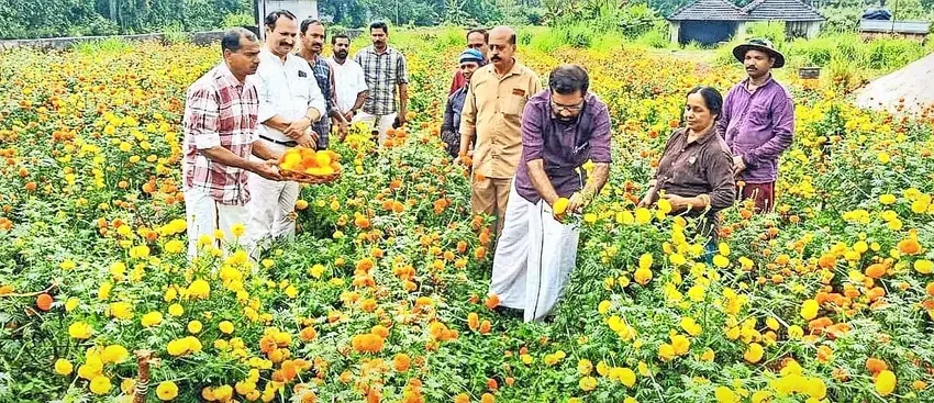  കെസിസിപിഎല്ലിന്റെ മാടായി യൂണിറ്റിൽ നടത്തിയ ചെണ്ടുമല്ലി കൃഷിയിൽ നൂറുമേനി വിളവ്