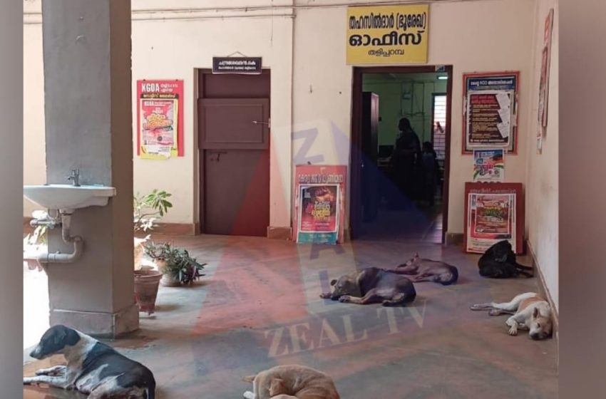  തളിപ്പറമ്പിൽ തെരുവുനായ ശല്യം രൂക്ഷ മായതിനെത്തുടർന്ന് ഡോഗ് ക്യാച്ചർമാരെ നിയമിക്കാൻ നടപടി തുടങ്ങി തളിപ്പറമ്പ് നഗരസഭ