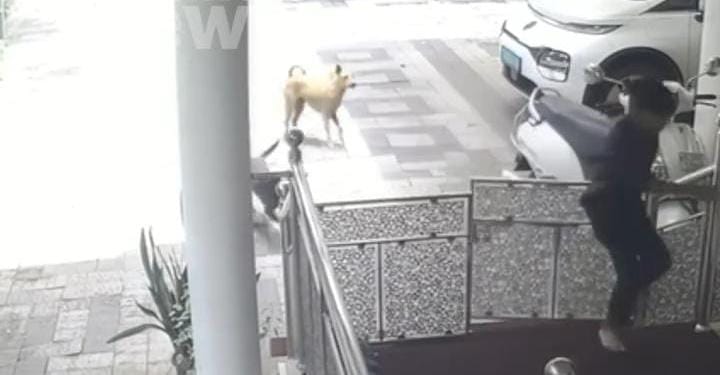  തെരുവ് നായ്ക്കളുടെ പരാക്രമം; എട്ടുവയസുകാരൻ രക്ഷപ്പെട്ടത് തലനാരിഴയ്ക്ക്