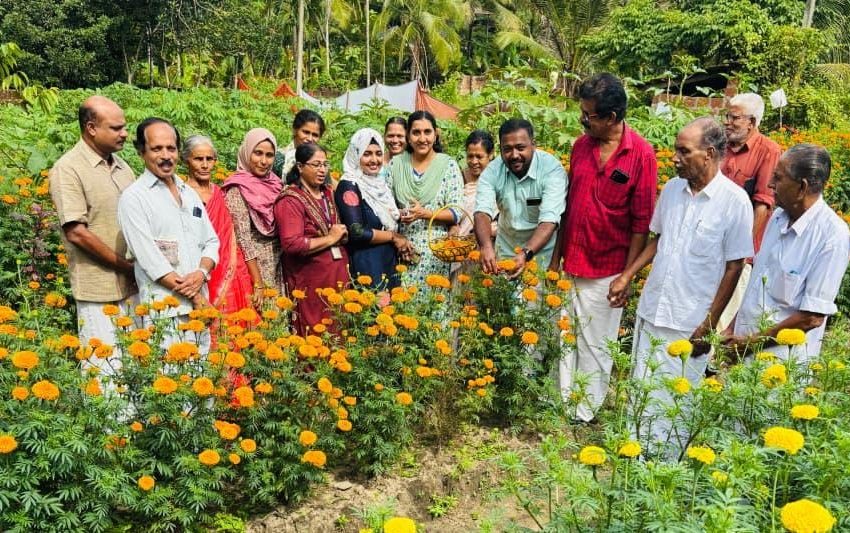  കുഞ്ഞിമംഗലം ഗ്രാമ പഞ്ചായത്ത്‌ ഓണത്തിന് ഒരു കൊട്ട പൂവ് വിളവെടുപ്പ് ഉദ്ഘാടനം