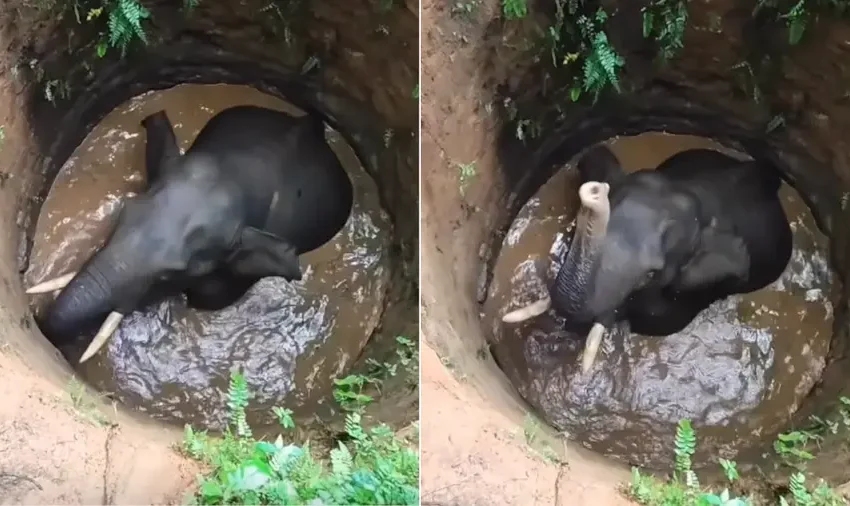  എറണാകുളം കോതമംഗലത്ത് ജനവാസ മേഖലയിൽ കാട്ടാന കിണറ്റില്‍ വീണു