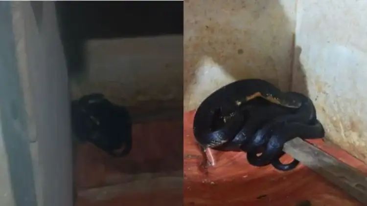  കണ്ണൂർ വാണിയപ്പാറ തുടിമരത്ത് വീടിന്റെ അടുക്കളയില്‍ കൂറ്റൻ രാജവെമ്ബാല