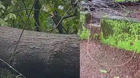  സംസ്ഥാനത്ത് വീണ്ടും ഷോക്കേറ്റ് മരണം; വടകര തോടന്നൂരിൽ വൈദ്യുതി ലൈന്‍ വീട്ടുമുറ്റത്തേക്ക് പൊട്ടി വീണ് വീട്ടമ്മ മരിച്ചു