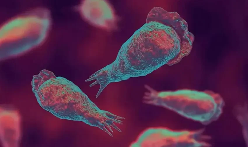  കോഴിക്കോട്‌ രണ്ട്‌ പേർക്കുകൂടി അമീബിക് മസ്തിഷ്കജ്വരം സ്ഥിരീകരിച്ചു