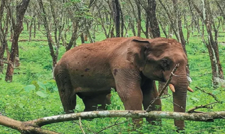  ചിന്നക്കനാലില്‍ കാട്ടാന ആക്രമണത്തില്‍ ഒരു മരണം