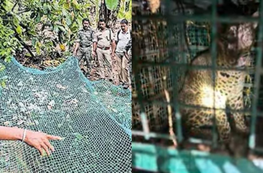  കോഴിക്കോട് കൂടരഞ്ഞി പെരുമ്പുളയിലെ കിണറ്റില്‍ അകപ്പെട്ട പുലിയെ പിടികൂടി പുറത്തെത്തിച്ചു
