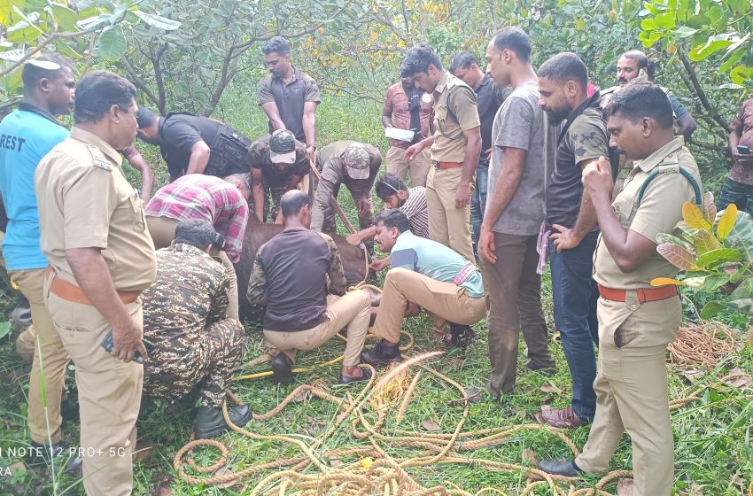  ജനവാസ മേഖലയിൽ അലഞ്ഞു തിരിഞ്ഞ് നടന്ന കാട്ട് പോത്തിനെ മയക്ക് വെടി വെച്ച് പിടിച്ചു