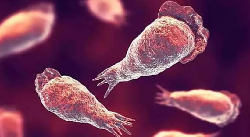  സംസ്ഥാനത്ത് അമീബിക്ക് മസ്തിഷ്ക ജ്വരം ബാധിച്ച് ഒരാൾ കൂടി മരിച്ചു