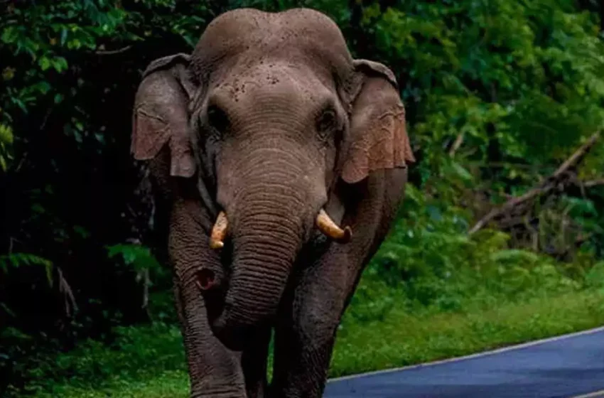  കണ്ണൂര്‍ അയ്യങ്കുന്നില്‍ ജനവാസമേഖലയില്‍ കാട്ടാനയിറങ്ങി