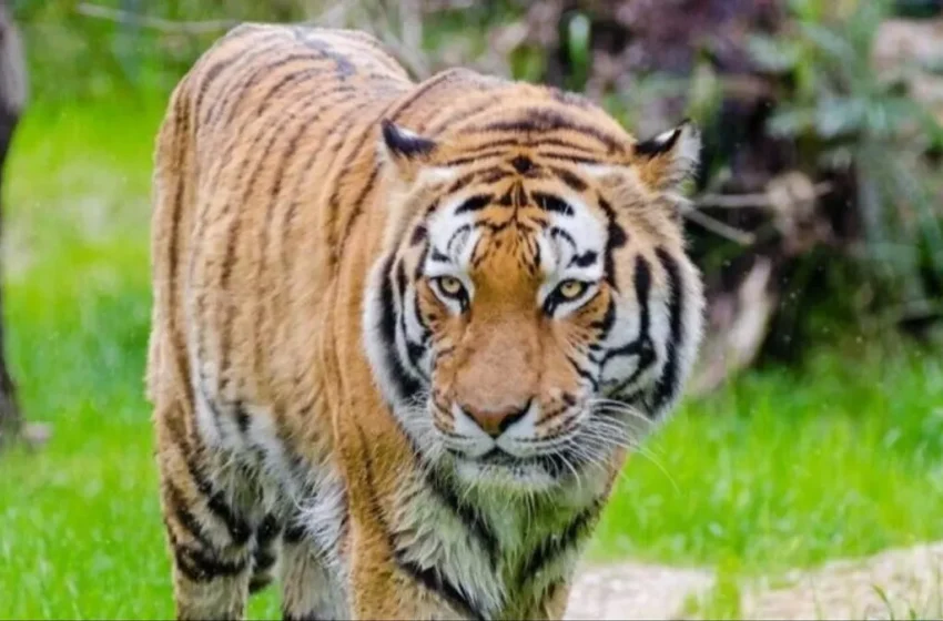  ജനവാസ മേഖലയിൽ ഇറങ്ങി ഭീതിപരത്തിയ കടുവ കാട് കയറിയെന്ന് വനംവകുപ്പ്