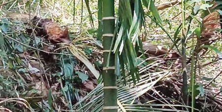  ഇരിട്ടി ആയ്യൻകുന്ന് പഞ്ചായത്തിലെ എടപ്പുഴയിൽ വീണ്ടും കാട്ടാന ആക്രമണം