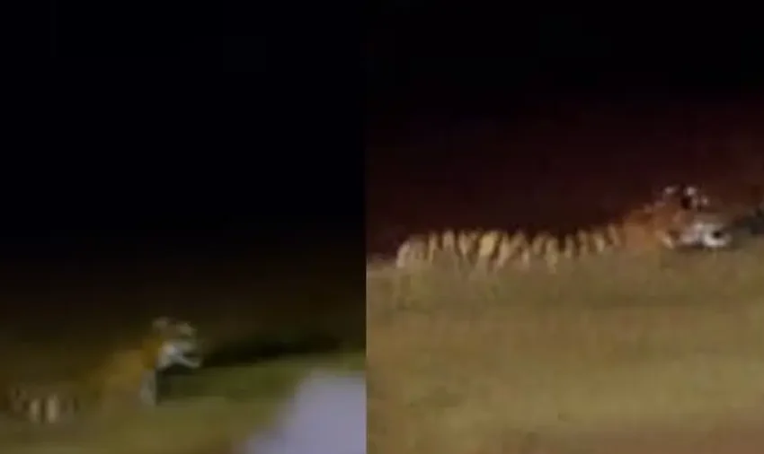  വയനാട് പച്ചിലക്കാട് മേഖലയില്‍ ഇറങ്ങിയ കടുവയെ തുരത്തുന്ന ദൗത്യം ഇന്ന് രാവിലെ പുനരാരംഭിക്കും