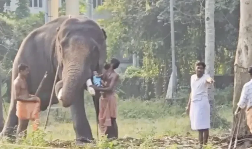  ആനയ്ക്ക് മുന്നിൽ പിഞ്ചുകുഞ്ഞുമായി സാഹസം നടത്തിയ സംഭവത്തിൽ സ്വമേധയാ കേസെടുത്ത് പൊലീസ്