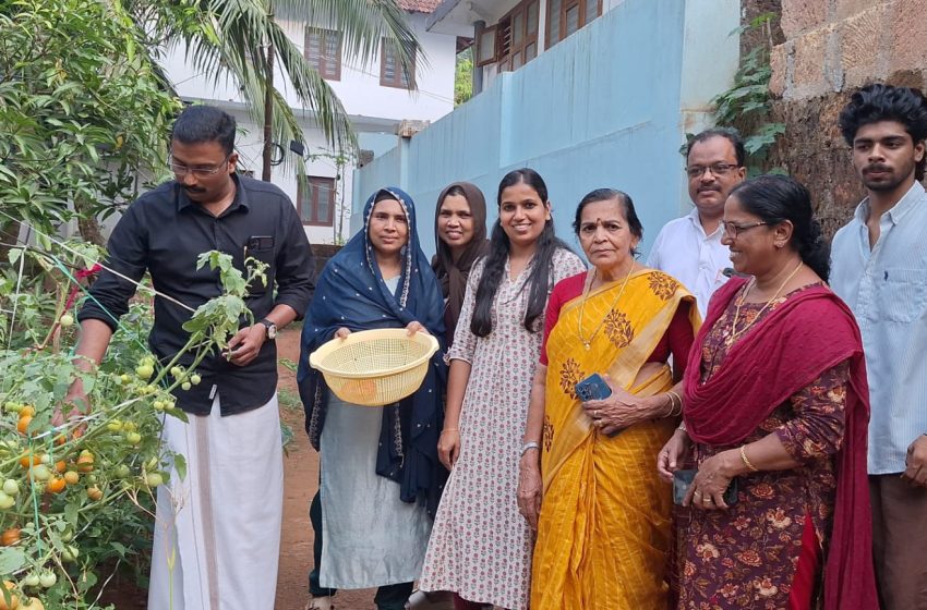  ന്യൂ മാഹി സിഡിഎസിലെ വർണ്ണം ജെ എൽ ജി യുടെ നേതൃത്വത്തിൽ നടന്ന പച്ചക്കറി കൃഷിയുടെ വിളവെടുപ്പ് നടന്നു