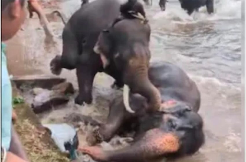  ആനകൾ തമ്മിൽ ഏറ്റുമുട്ടുന്നതിനിടയിൽപ്പെട്ട് വിനോദസഞ്ചാരിയായ യുവതി  കൊല്ലപ്പെട്ടു.