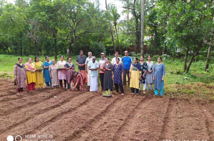  ഒരു മുറം പൂവ് എന്ന ‘ആശയത്തോടെ ചെണ്ടുമല്ലിക കൃഷിക്ക് തുടക്കം കുറിച്ചു